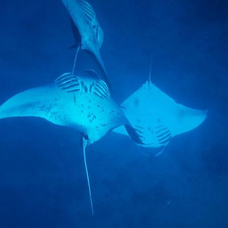 Mai Dive' Astrolabe Reef Resort Naqara Екстериор снимка