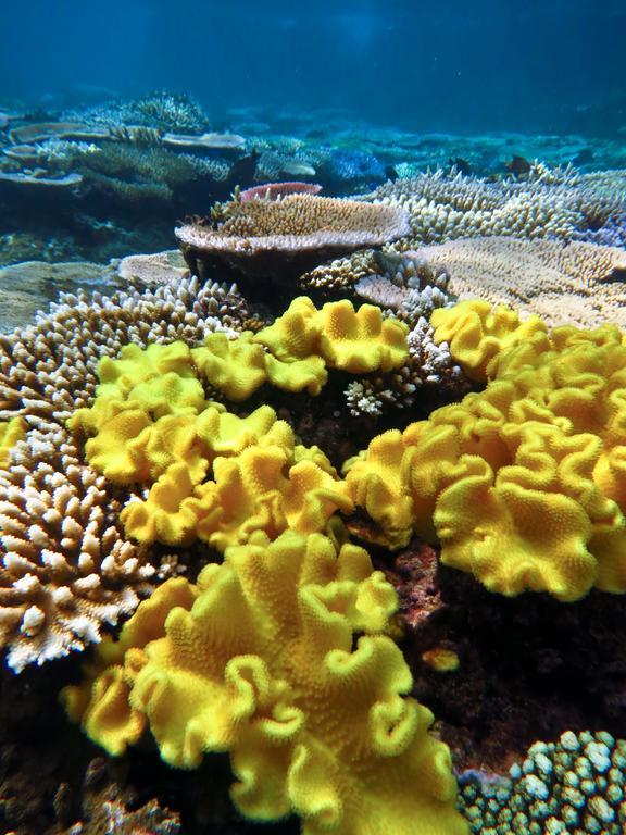 Mai Dive' Astrolabe Reef Resort Naqara Екстериор снимка