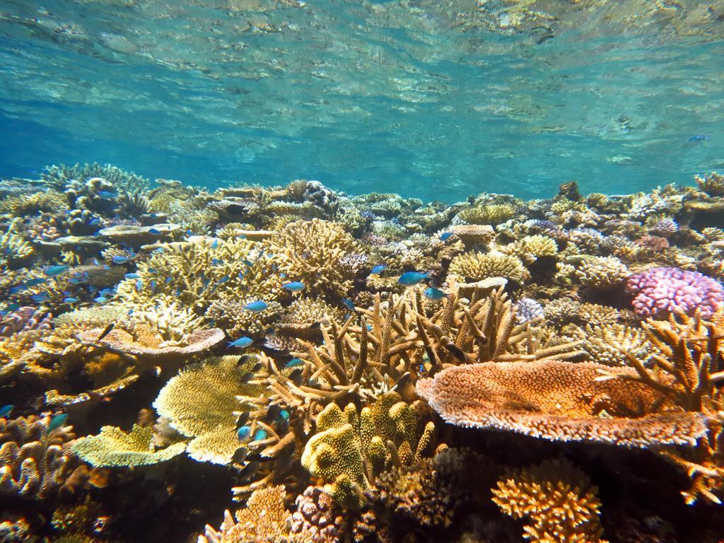 Mai Dive' Astrolabe Reef Resort Naqara Екстериор снимка