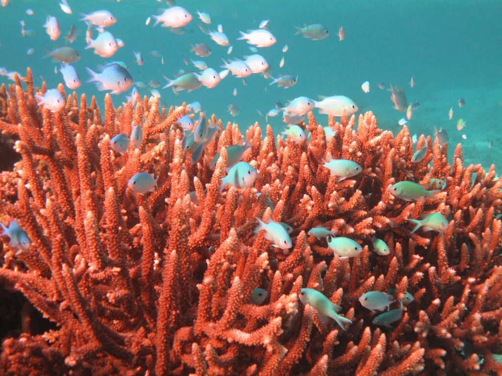Mai Dive' Astrolabe Reef Resort Naqara Екстериор снимка