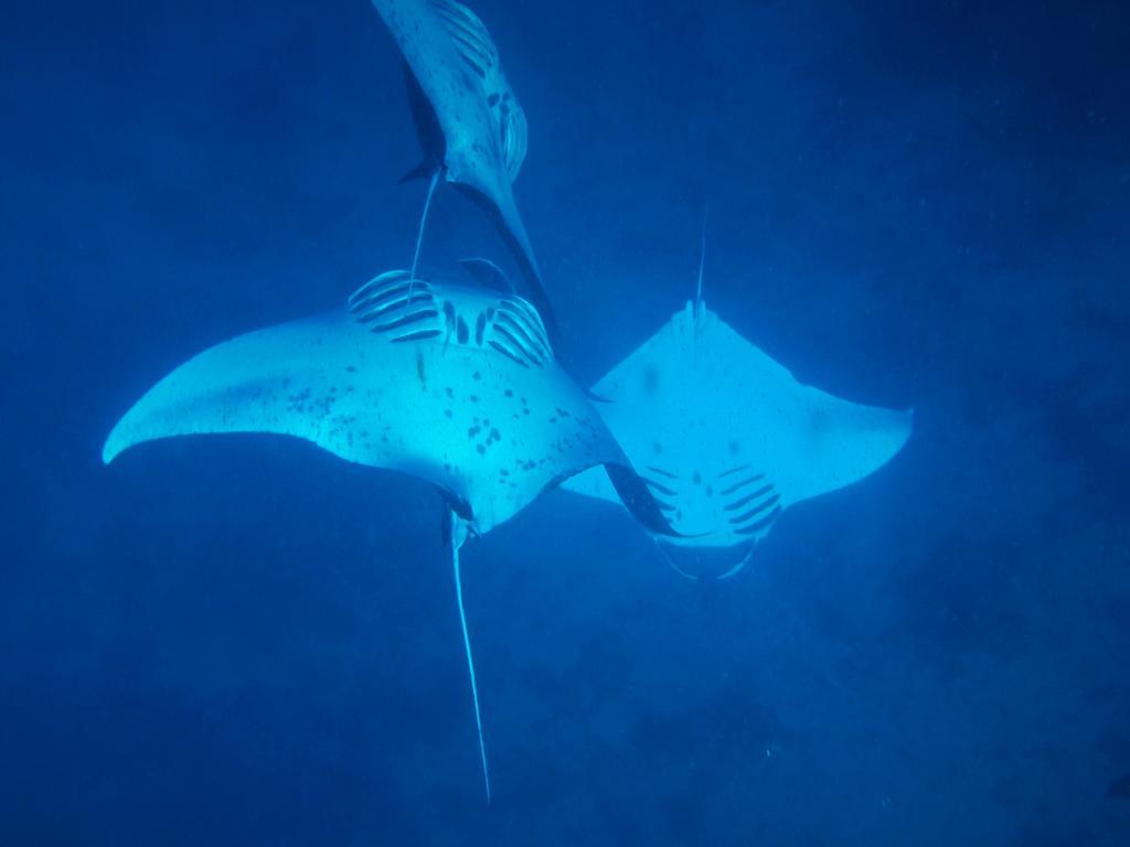 Mai Dive' Astrolabe Reef Resort Naqara Екстериор снимка